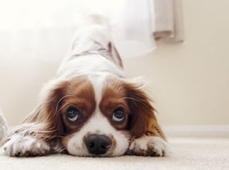 chien a de la fièvre